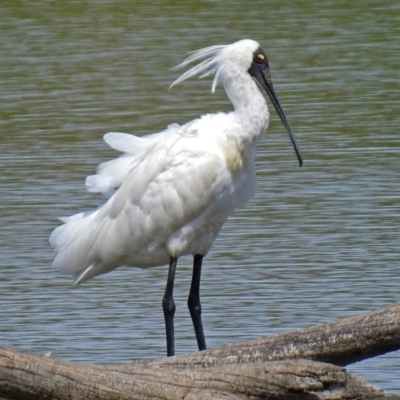 Platalea regia (Royal Spoonbill) at Fyshwick, ACT - 8 Feb 2018 by RodDeb