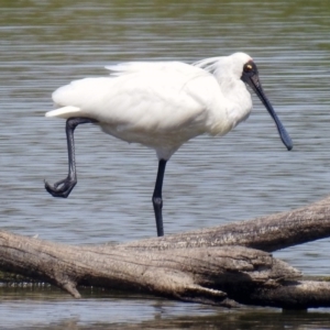 Platalea regia at Fyshwick, ACT - 9 Feb 2018