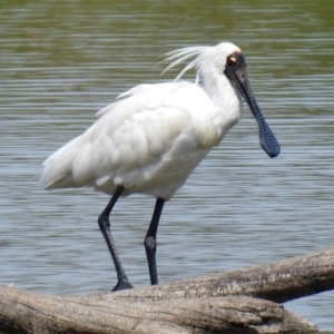 Platalea regia at Fyshwick, ACT - 9 Feb 2018 10:40 AM