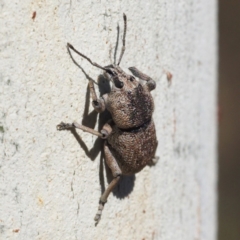 Polyphrades paganus (A weevil) at Acton, ACT - 10 Feb 2018 by David