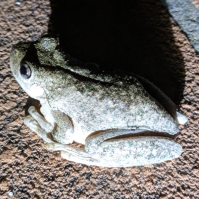 Litoria peronii (Peron's Tree Frog, Emerald Spotted Tree Frog) at Kambah, ACT - 9 Feb 2018 by HelenCross