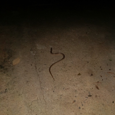 Lialis burtonis (Burton's Snake-lizard) at Karabar, NSW - 5 Feb 2018 by Tammymarie