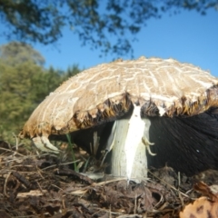 Unidentified Cap on a stem; gills below cap [mushrooms or mushroom-like] at Belconnen, ACT - 9 Feb 2018 by Alison Milton