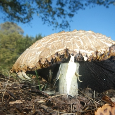 Agaricus sp. at Belconnen, ACT - 9 Feb 2018 by AlisonMilton