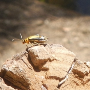 Xanthogaleruca luteola at Belconnen, ACT - 10 Feb 2018