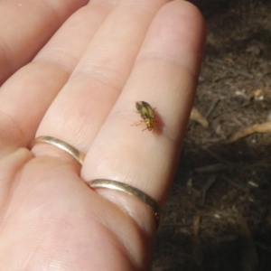 Xanthogaleruca luteola at Belconnen, ACT - 10 Feb 2018