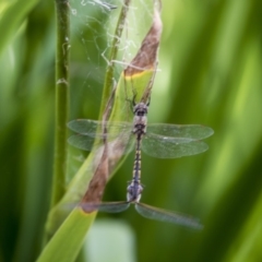 Hemicordulia tau (Tau Emerald) at Lake Ginninderra - 10 Feb 2018 by AlisonMilton