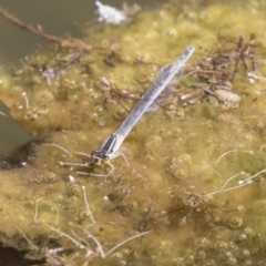 Ischnura heterosticta (Common Bluetail Damselfly) at Belconnen, ACT - 10 Feb 2018 by AlisonMilton