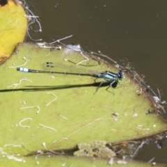 Ischnura heterosticta (Common Bluetail Damselfly) at Belconnen, ACT - 10 Feb 2018 by Alison Milton