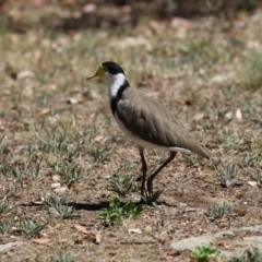 Vanellus miles (Masked Lapwing) at Belconnen, ACT - 10 Feb 2018 by AlisonMilton