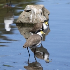 Vanellus miles (Masked Lapwing) at Belconnen, ACT - 10 Feb 2018 by AlisonMilton