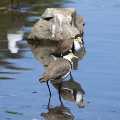 Vanellus miles (Masked Lapwing) at Belconnen, ACT - 10 Feb 2018 by Alison Milton