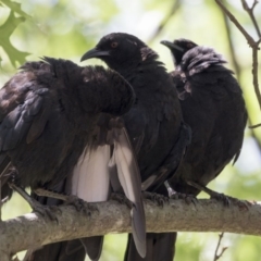 Corcorax melanorhamphos (White-winged Chough) at Belconnen, ACT - 10 Feb 2018 by AlisonMilton