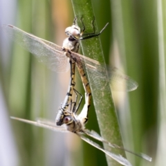 Hemicordulia tau (Tau Emerald) at Belconnen, ACT - 10 Feb 2018 by AlisonMilton