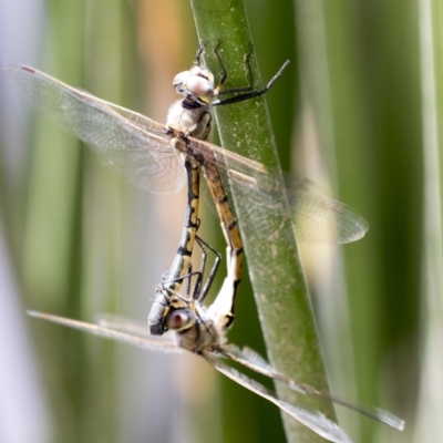 Hemicordulia tau (Tau Emerald) at Belconnen, ACT - 10 Feb 2018 by AlisonMilton