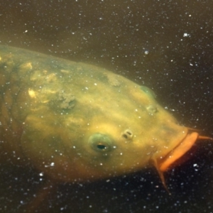 Cyprinus carpio at Belconnen, ACT - 10 Feb 2018