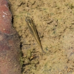 Gambusia holbrooki (Gambusia, Plague minnow, Mosquito fish) at Belconnen, ACT - 10 Feb 2018 by AlisonMilton