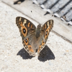 Junonia villida at Belconnen, ACT - 10 Feb 2018 01:21 PM