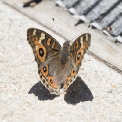 Junonia villida (Meadow Argus) at Lake Ginninderra - 10 Feb 2018 by Alison Milton