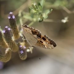 Junonia villida at Belconnen, ACT - 10 Feb 2018 01:21 PM