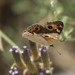 Junonia villida at Belconnen, ACT - 10 Feb 2018 01:21 PM