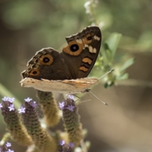 Junonia villida at Belconnen, ACT - 10 Feb 2018 01:21 PM
