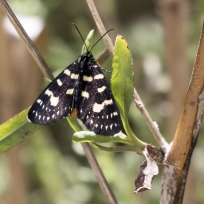 Phalaenoides tristifica (Willow-herb Day-moth) at Belconnen, ACT - 10 Feb 2018 by Alison Milton