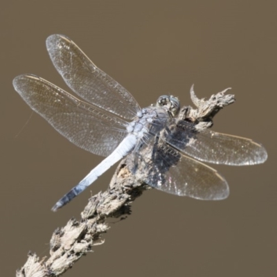 Orthetrum caledonicum (Blue Skimmer) at Belconnen, ACT - 10 Feb 2018 by AlisonMilton