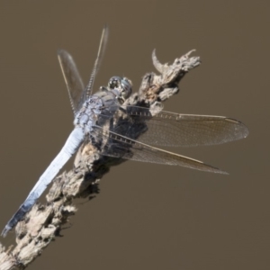 Orthetrum caledonicum at Belconnen, ACT - 10 Feb 2018 12:55 PM