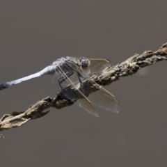 Orthetrum caledonicum at Belconnen, ACT - 10 Feb 2018