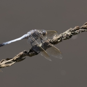 Orthetrum caledonicum at Belconnen, ACT - 10 Feb 2018