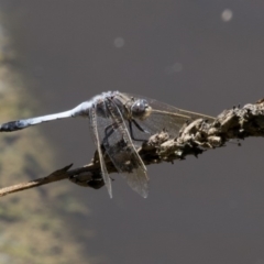 Orthetrum caledonicum at Belconnen, ACT - 10 Feb 2018