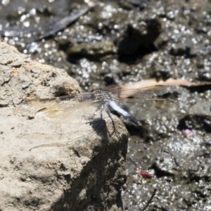 Orthetrum caledonicum at Belconnen, ACT - 10 Feb 2018 01:39 PM