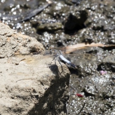 Orthetrum caledonicum (Blue Skimmer) at Lake Ginninderra - 10 Feb 2018 by Alison Milton