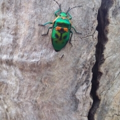 Scutiphora pedicellata (Metallic Jewel Bug) at Wamboin, NSW - 22 Jan 2018 by natureguy