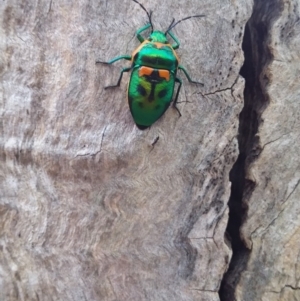 Scutiphora pedicellata at Wamboin, NSW - 22 Jan 2018