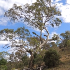 Eucalyptus melliodora (Yellow Box) at Conder, ACT - 3 Feb 2018 by MichaelBedingfield