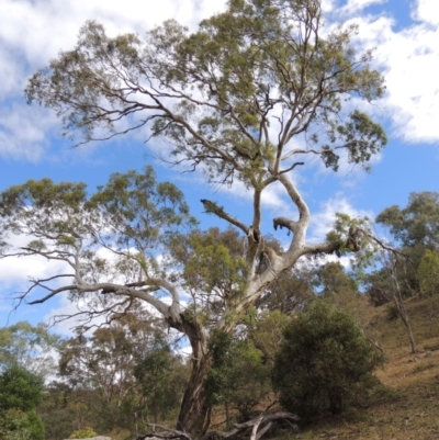 Eucalyptus melliodora (Yellow Box) at Conder, ACT - 3 Feb 2018 by michaelb