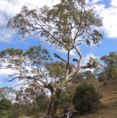 Eucalyptus melliodora (Yellow Box) at Conder, ACT - 3 Feb 2018 by MichaelBedingfield