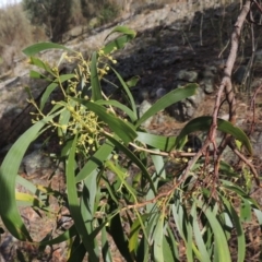 Acacia implexa (Hickory Wattle, Lightwood) at Rob Roy Range - 3 Feb 2018 by michaelb