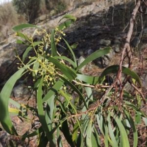 Acacia implexa at Rob Roy Range - 3 Feb 2018