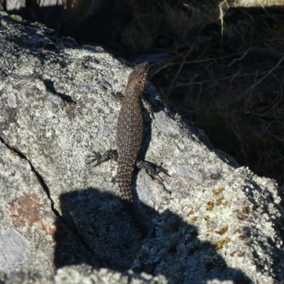 Egernia cunninghami (Cunningham's Skink) at Majura, ACT - 11 Feb 2018 by WalterEgo