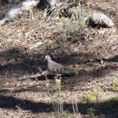 Phaps chalcoptera (Common Bronzewing) at Majura, ACT - 10 Feb 2018 by WalterEgo