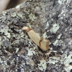 Chrysonoma fascialis (A Concealer moth (Wingia group) at Conder, ACT - 3 Feb 2018 by MichaelBedingfield