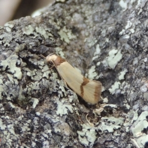 Chrysonoma fascialis at Conder, ACT - 3 Feb 2018