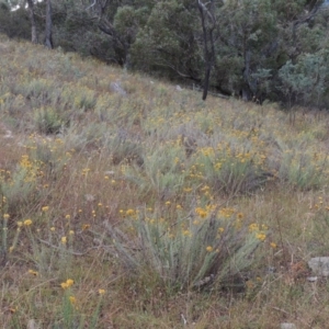 Chrysocephalum semipapposum at Conder, ACT - 3 Feb 2018 07:57 PM