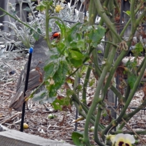 Ptilonorhynchus violaceus at Macarthur, ACT - 5 Feb 2018