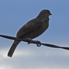 Ptilonorhynchus violaceus at Macarthur, ACT - 5 Feb 2018