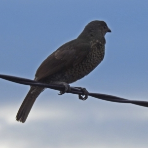 Ptilonorhynchus violaceus at Macarthur, ACT - 5 Feb 2018