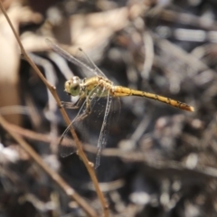 Diplacodes bipunctata (Wandering Percher) at The Pinnacle - 10 Feb 2018 by Alison Milton